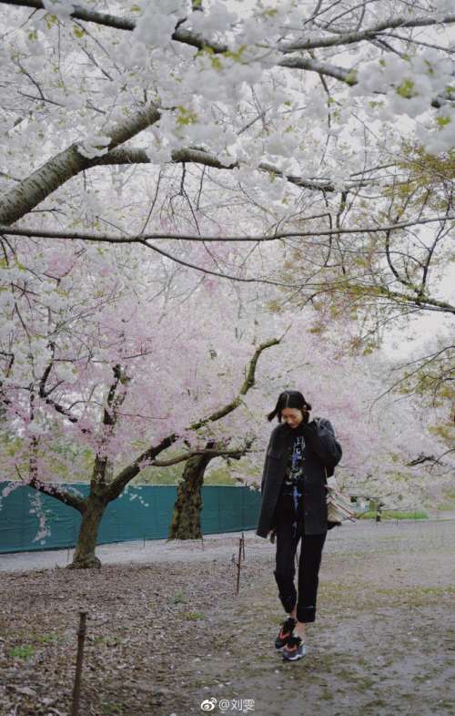 国际超模大表姐刘雯樱花树下唯美写真