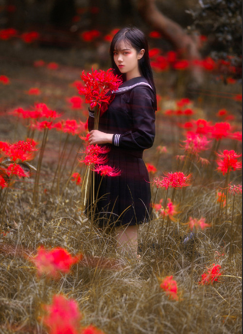 浙江美女图片 清纯美女彼岸花花田写真图片