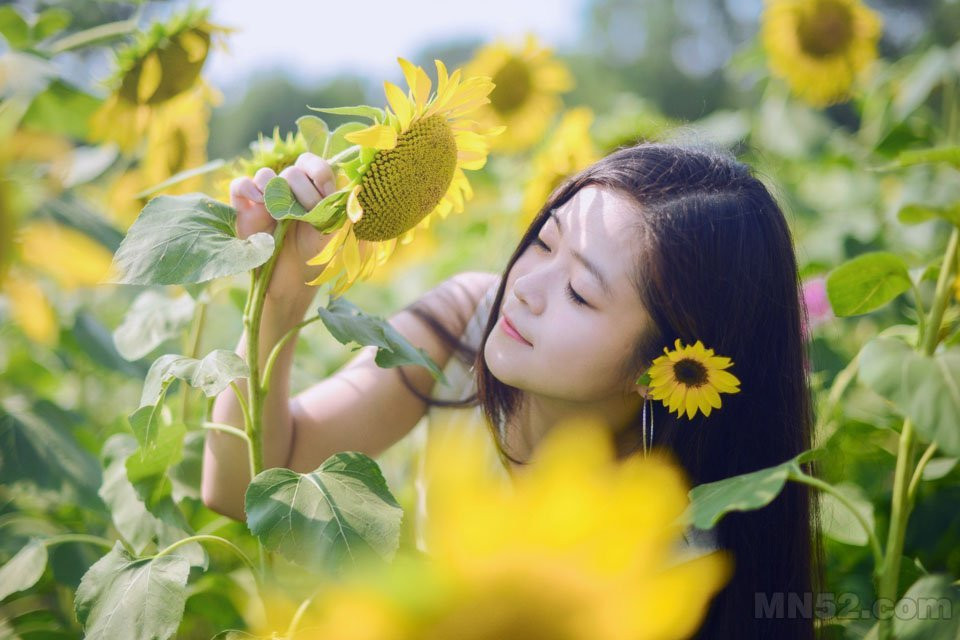 葵花海中的靓丽美女写真