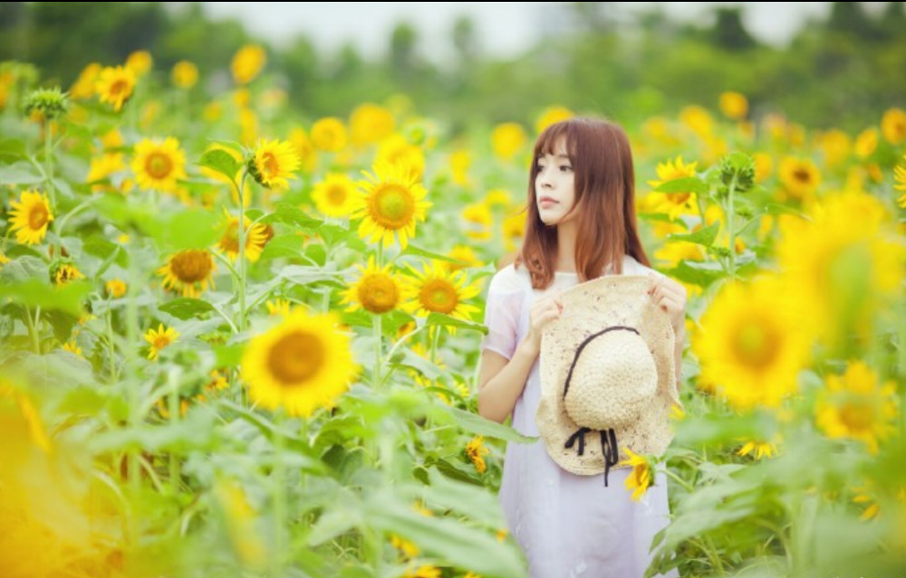 清纯美女图片_模特凌儿在海珠湖写真向日葵与少